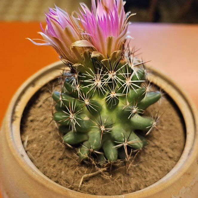 Photo of the plant species Chihuahuan Beehive by @ghostdragon named Ulysses S Plant on Greg, the plant care app