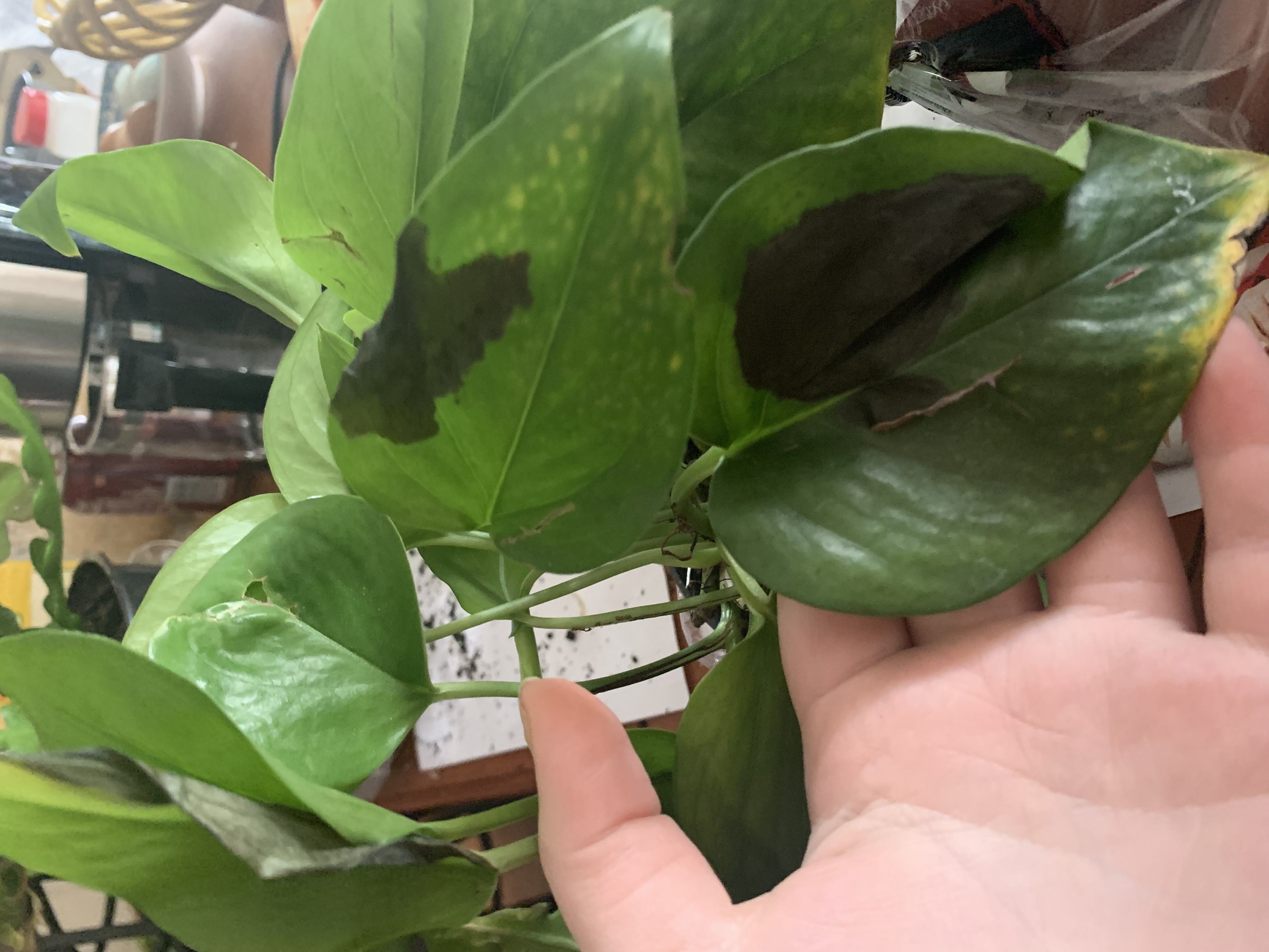 Leaves turning dark green