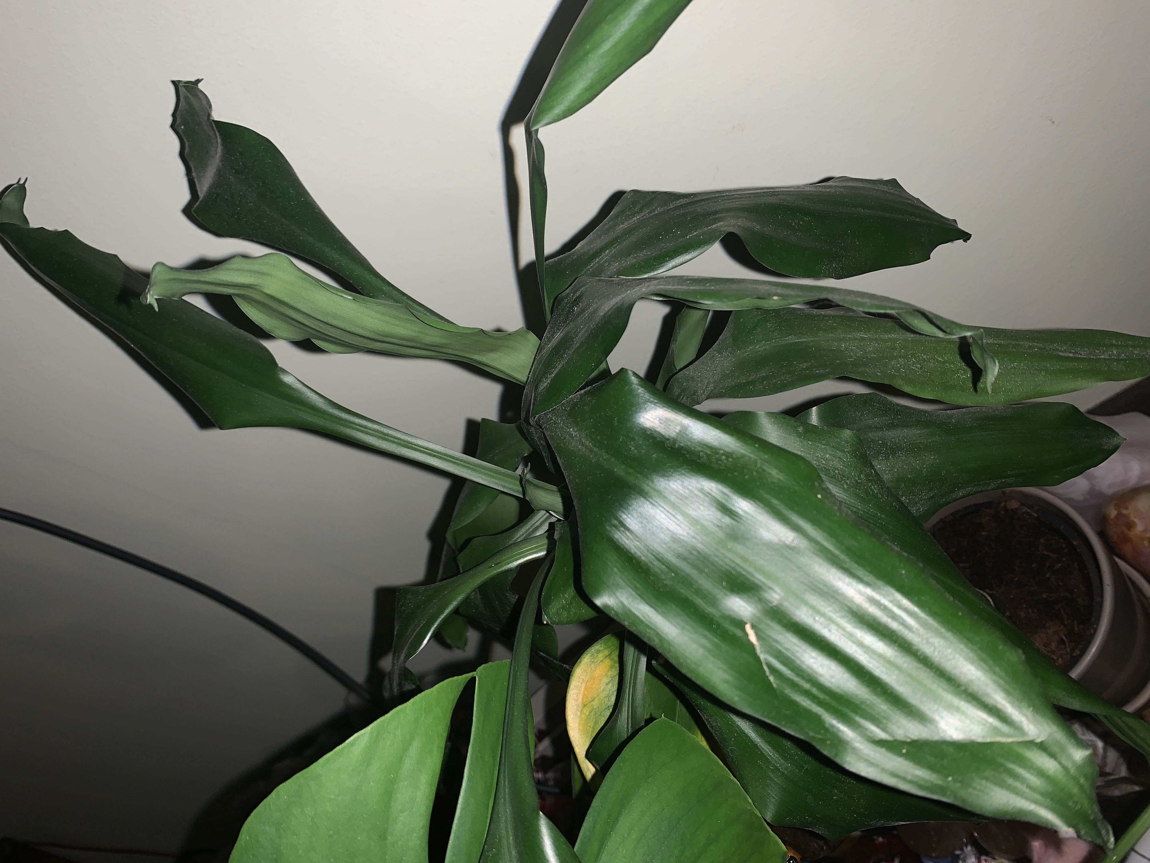 Why Are There Black Spots on My Dracaena 'Lisa' Leaves?
