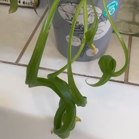 Planty