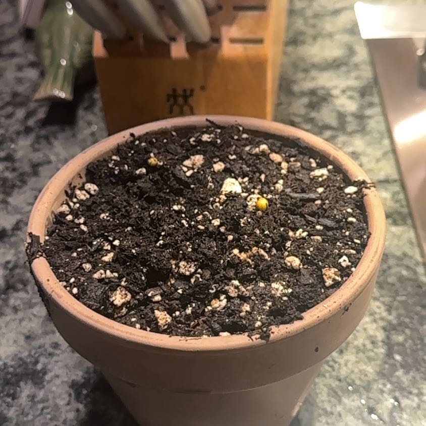 Photo of the plant species Ginger Root by @EmployableWeed9 named Marilyn on Greg, the plant care app