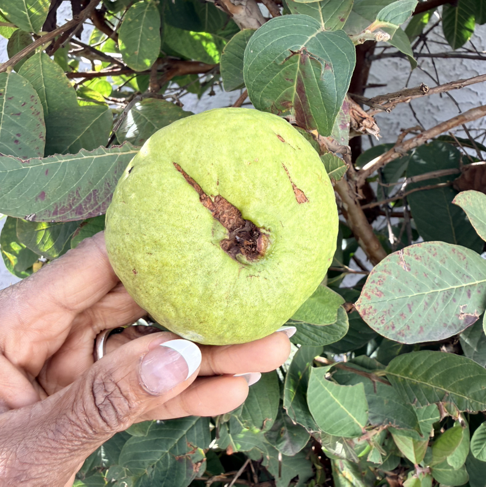 Photo of the plant species Sugar Apple by @MaMuB named Le Sugar Apple on Greg, the plant care app