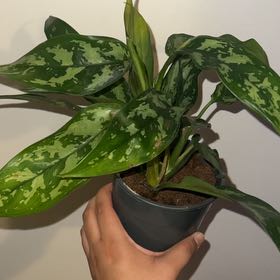 Photo of the plant species Aglaonema 'Tigress' by @RulerStaraloe31 named Naomi on Greg, the plant care app