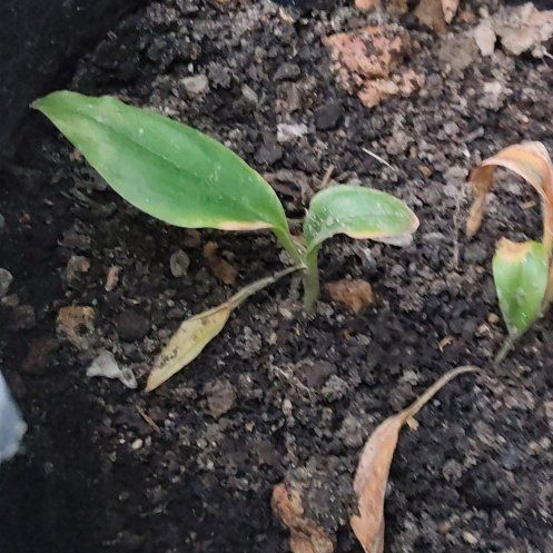 Photo of the plant species Aromatic Ginger by @SociablePecan29 named Harry on Greg, the plant care app