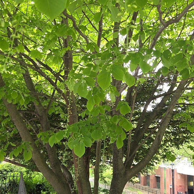 Photo of the plant species Japanese Tree Lilac by @FashionerPeony named Keanu Leaves on Greg, the plant care app