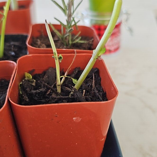 Photo of the plant species Mint by @AlwaysSainfoin7 named Aristotle on Greg, the plant care app