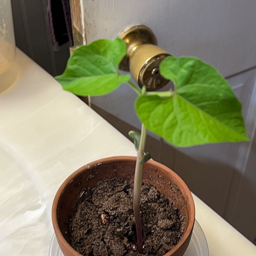 Photo of the plant species Common Bean by @YouthfulKaro8 named Lebron on Greg, the plant care app