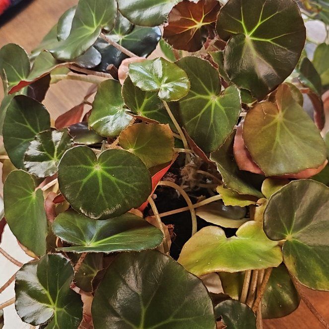 Photo of the plant species Beefsteak Begonia by @ExoticMossfern named Nemo on Greg, the plant care app