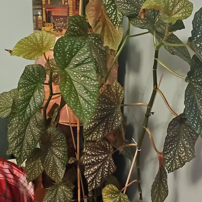 Photo of the plant species Begonia albopicta 'Rosea' by @ExoticMossfern named Sanders on Greg, the plant care app