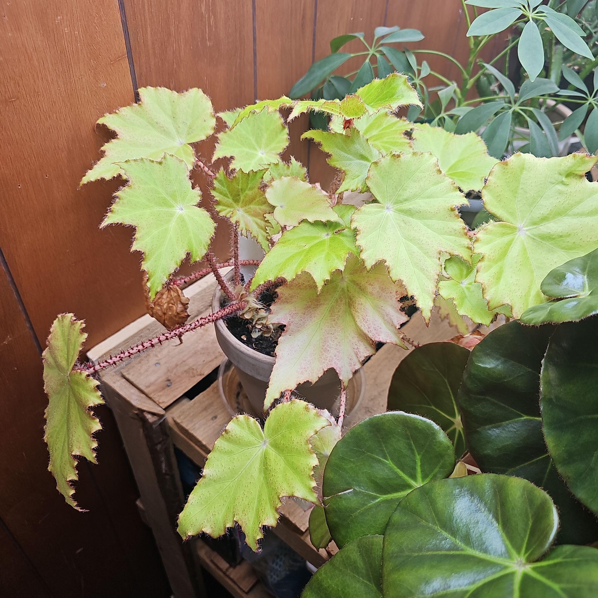 Photo of the plant species Tiger Kitten Begonia by @ExoticMossfern named Ronaldo on Greg, the plant care app