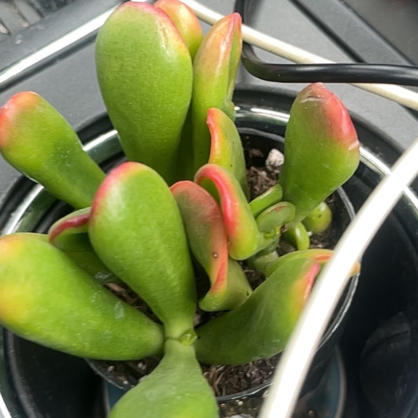Photo of the plant species Variegated ET's Fingers by @GrandSplitrock3 named Delilah on Greg, the plant care app