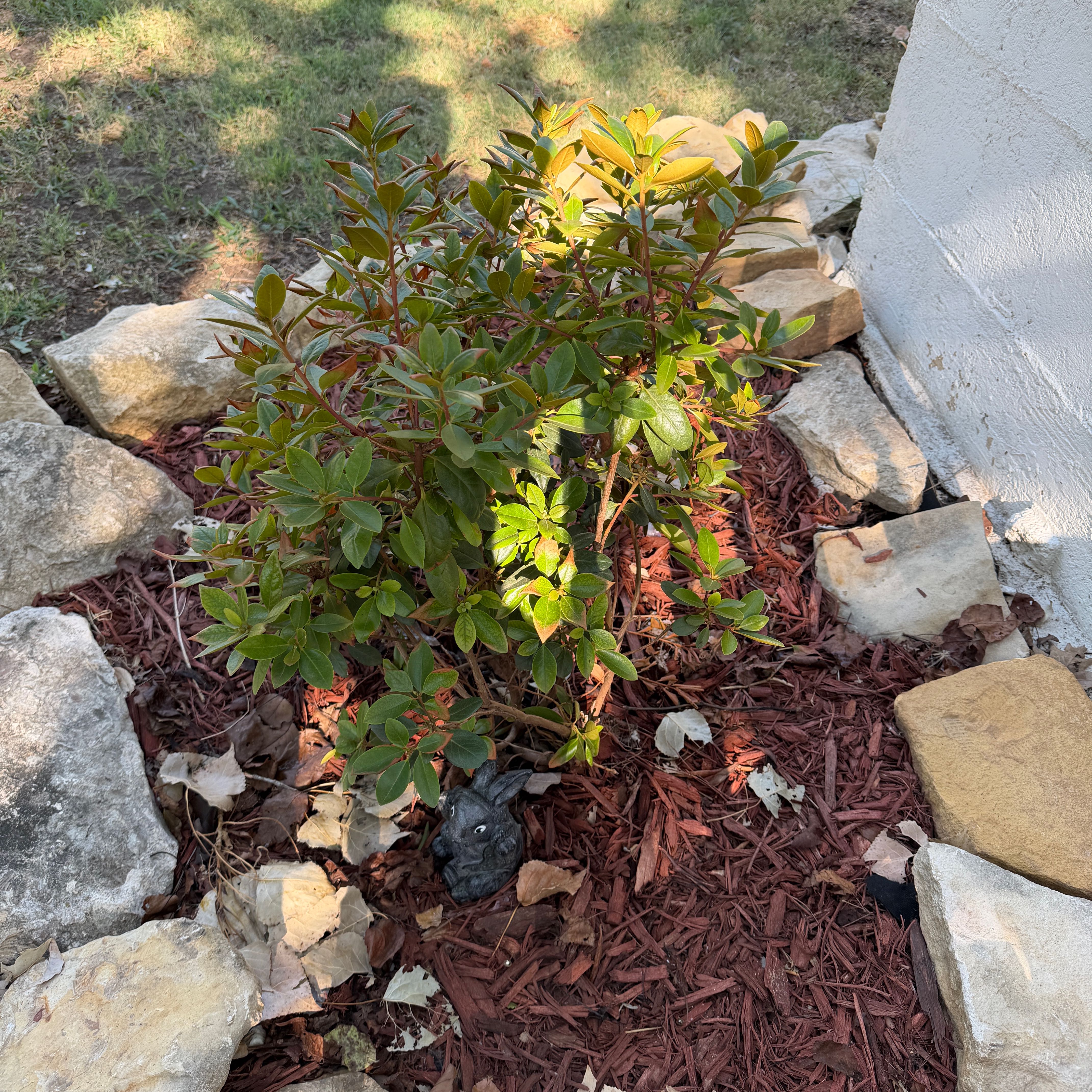 Photo of the plant species Brazilian Peppertree by @GoodFrithia46 named Duke on Greg, the plant care app