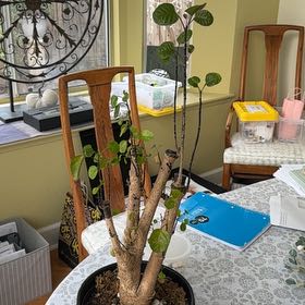 Plant care for Hoya Bella Outer Variegated on Greg, the plant care app