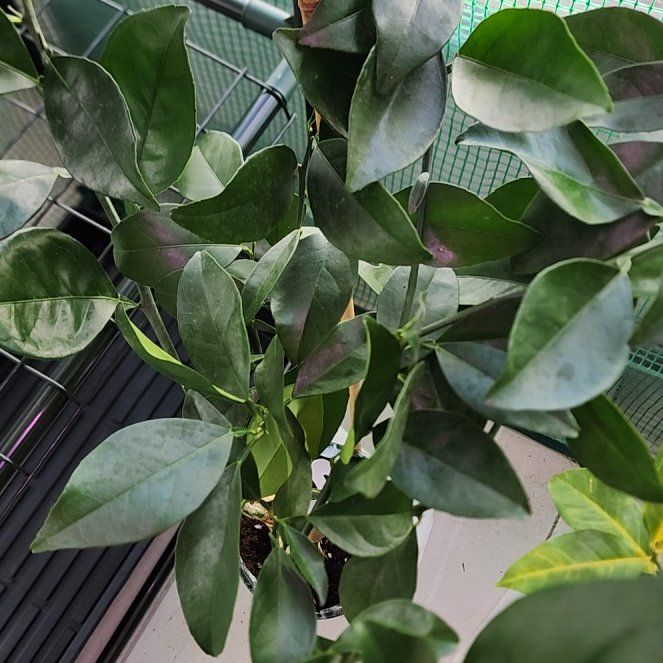 Photo of the plant species Washington Navel Orange by @shelltab named Gates on Greg, the plant care app