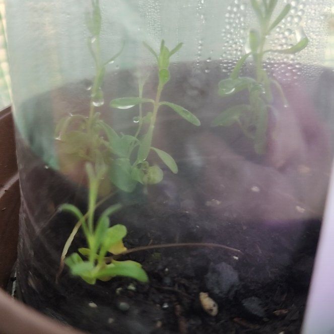 Photo of the plant species Lavender by @shelltab named Clooney on Greg, the plant care app
