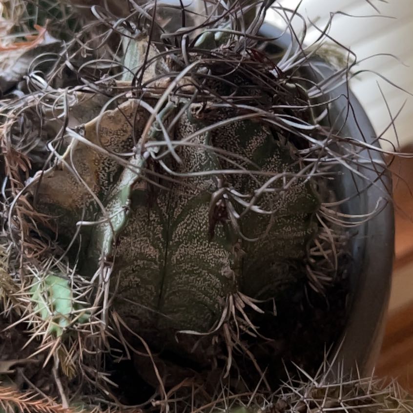 Photo of the plant species Goat's Horn Cactus by @SubtleSpinach81 named Mochi on Greg, the plant care app