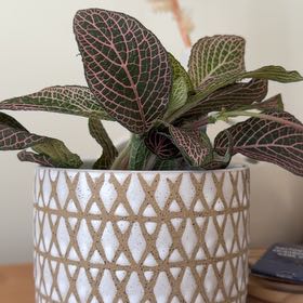 Photo of the plant species Juanita Nerve Plant by @AceLithop90 named Harmony on Greg, the plant care app