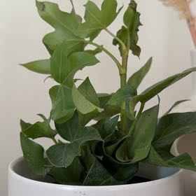 Photo of the plant species Pia Tree Ivy by @AceLithop90 named Miley on Greg, the plant care app