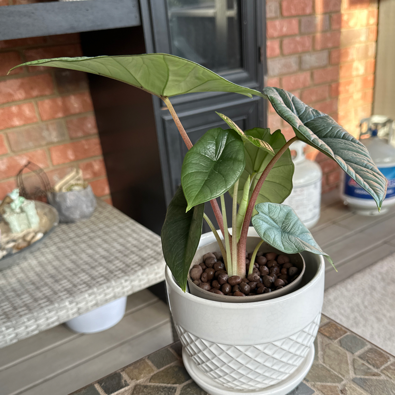 Photo of the plant species Alocasia 'Mythic Quicksilver' by @IconTreeivy71 named Lavender on Greg, the plant care app