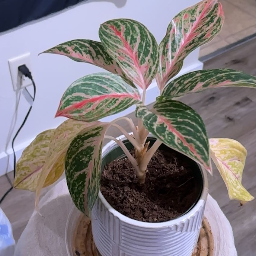 Photo of the plant species Chinese Evergreen Hot Pink Valentine Wishes by @QuietAdelinia95 named Spike Leaves on Greg, the plant care app
