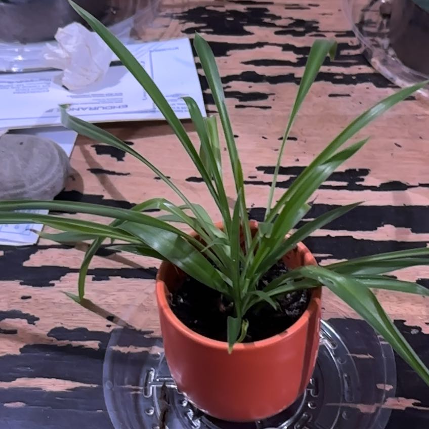 Photo of the plant species Tradescantia 'Sweet Kate' by @QuietAdelinia95 named Terra on Greg, the plant care app