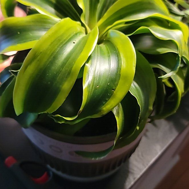 Photo of the plant species Lemon Surprise Dracaena by @FitMum94 named Prince on Greg, the plant care app