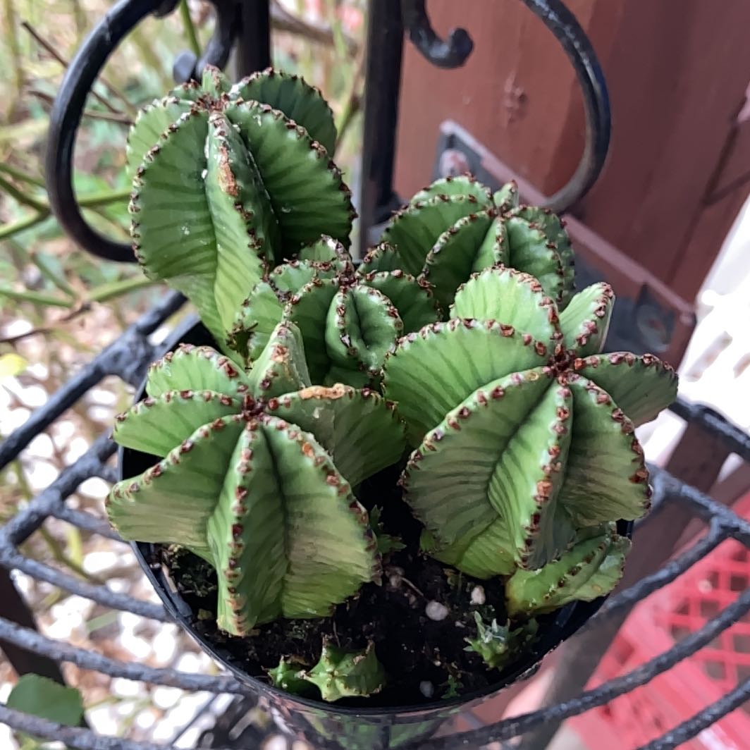 Photo of the plant species Welwitschia by @GivingFrogbit28 named Einstein on Greg, the plant care app