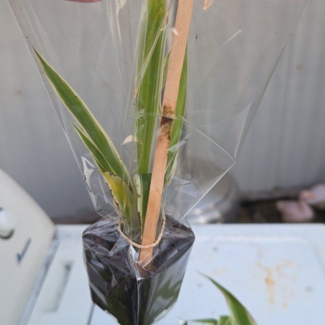 Photo of the plant species Sweet Flag by @SecureTukauki84 named Harry on Greg, the plant care app