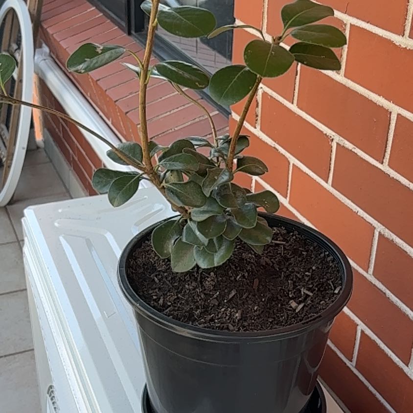 Photo of the plant species Yeddo Hawthorn by @HotRye60 named ChloroPhil on Greg, the plant care app
