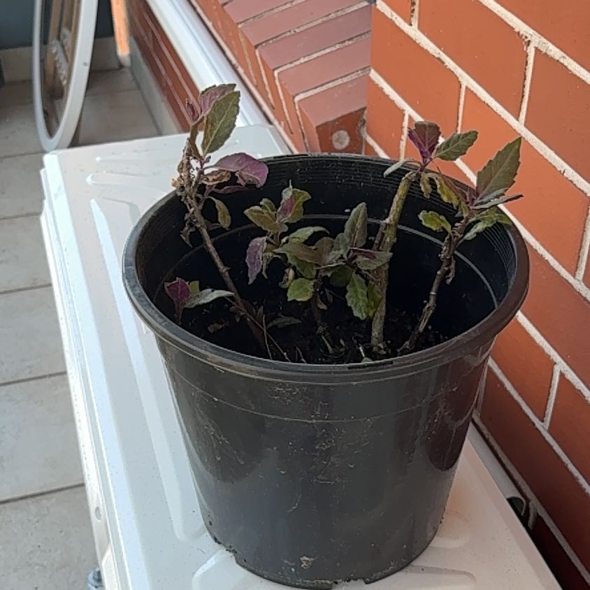 Photo of the plant species Okinawa Spinach by @HotRye60 named Plato on Greg, the plant care app