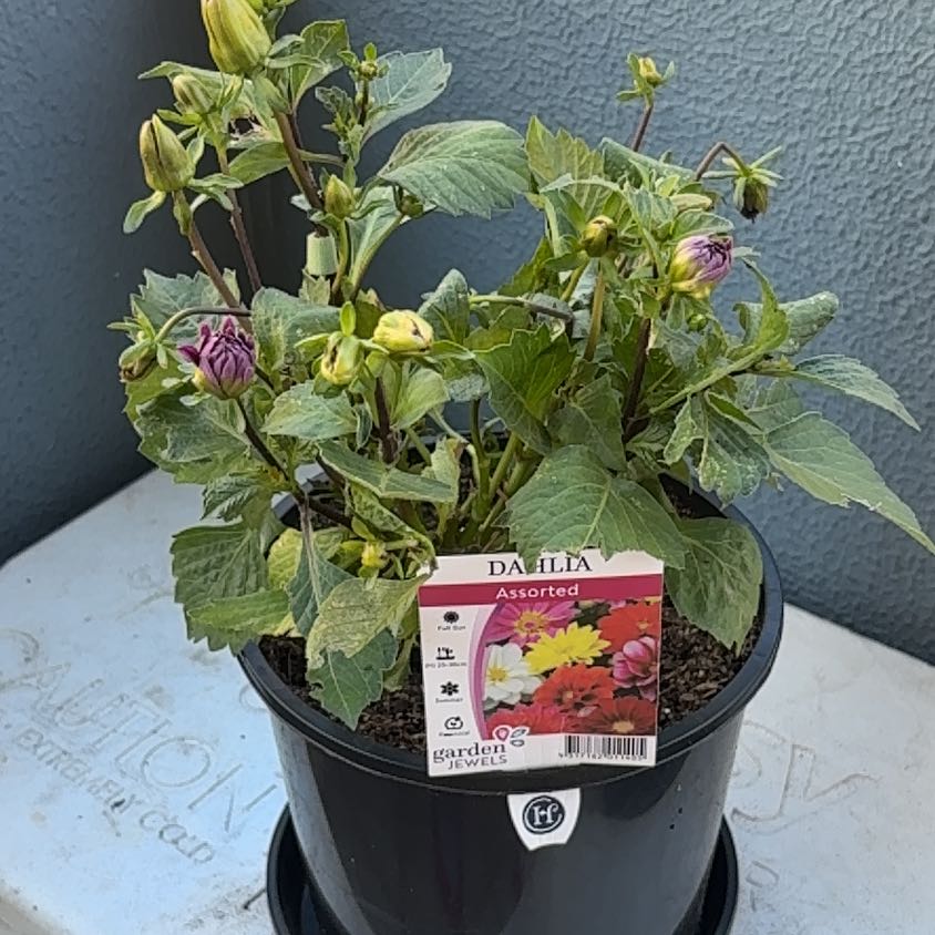 Photo of the plant species Garden Dahlia by @HotRye60 named Emerson on Greg, the plant care app