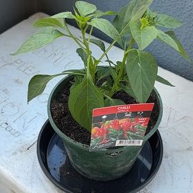 Photo of the plant species Bird's Eye Chili by @HotRye60 named Athena on Greg, the plant care app