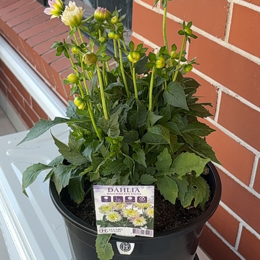 Photo of the plant species Garden Dahlia by @HotRye60 named Austen on Greg, the plant care app