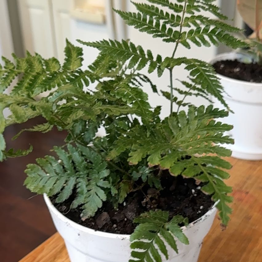 Photo of the plant species Autumn Fern by @EarlyEncina18 named Zeus on Greg, the plant care app