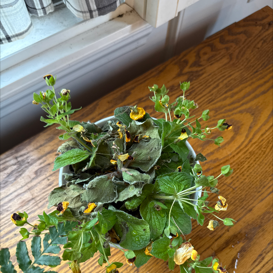Photo of the plant species Calceolaria alba by @EarlyEncina18 named Gates on Greg, the plant care app