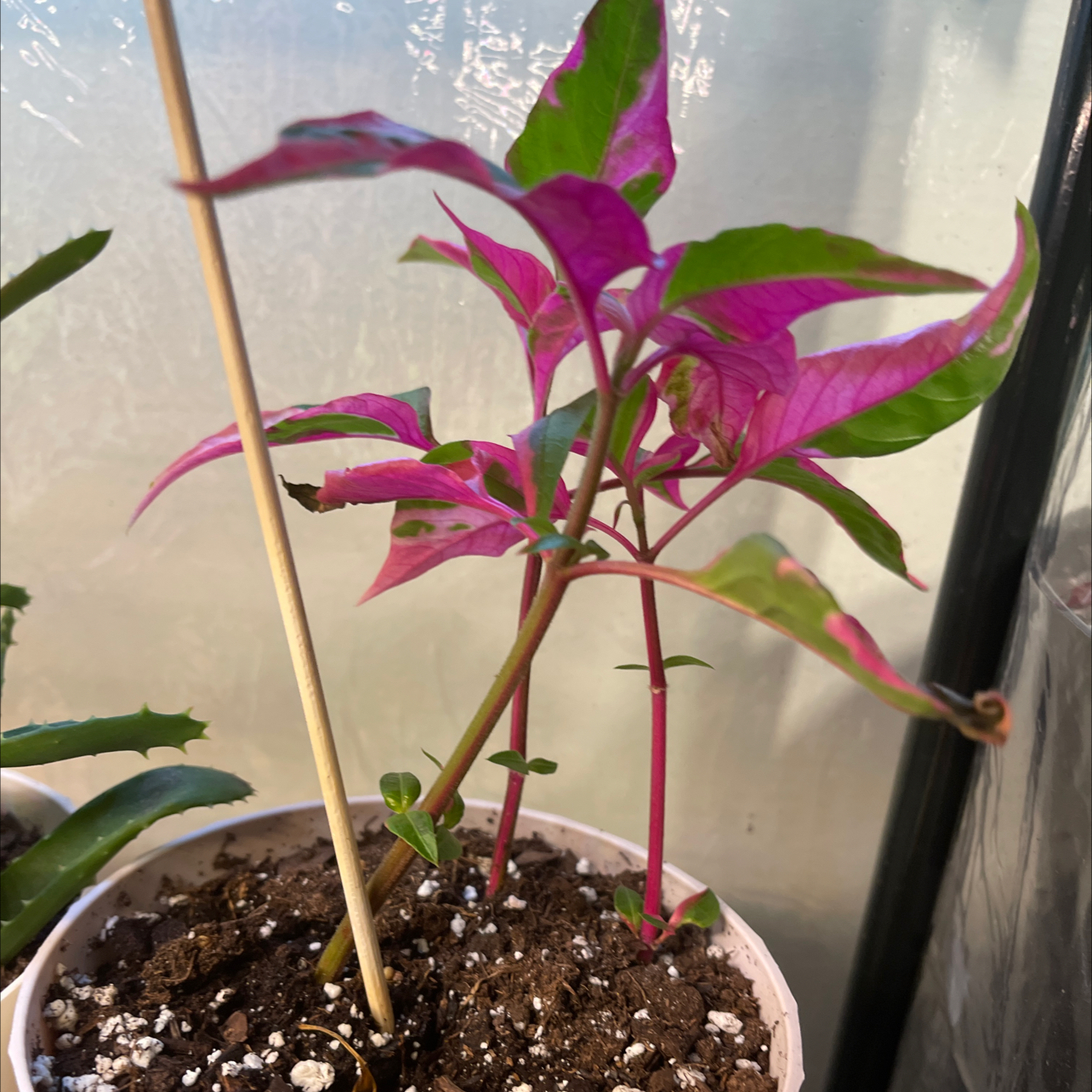 Party Time Alternanthera plant with vibrant pink and green leaves in a pot with visible soil.