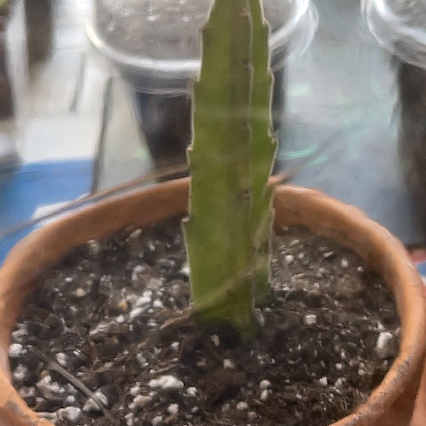 Photo of the plant species Black Bells by @TheLoneWulff named Black Bell Cactus on Greg, the plant care app