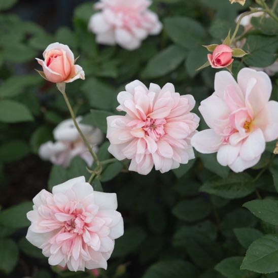 Photo of the plant species Perle d'Or by @SunnyWildyam97 named Winston on Greg, the plant care app