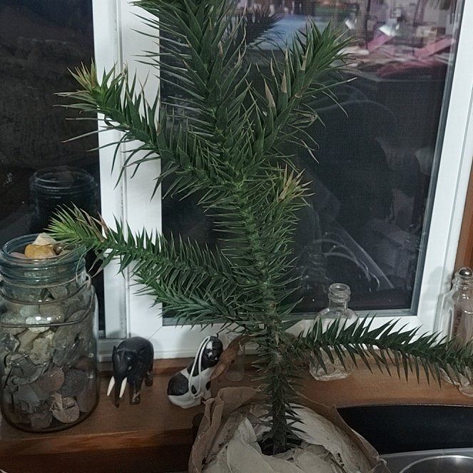 Photo of the plant species Monkey Puzzle Tree by @TrustyJicaro5 named Sanders on Greg, the plant care app