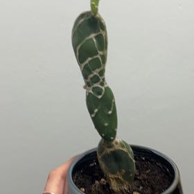 Photo of the plant species Cobra Cactus by @MasterlySoursop named Dartanion on Greg, the plant care app