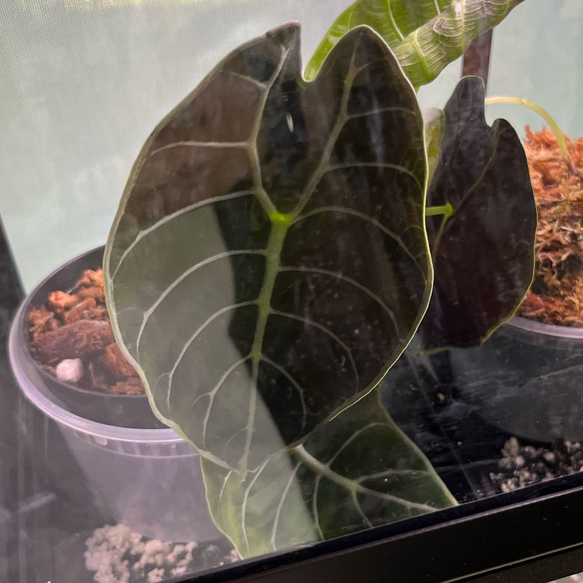 Photo of the plant species Alocasia Watsonia by @JauntyCapeivy3 named Forrest on Greg, the plant care app