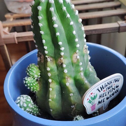 Photo of the plant species White Flowering Cactus by @RadKaroorose47 named Bigleef Smalls on Greg, the plant care app
