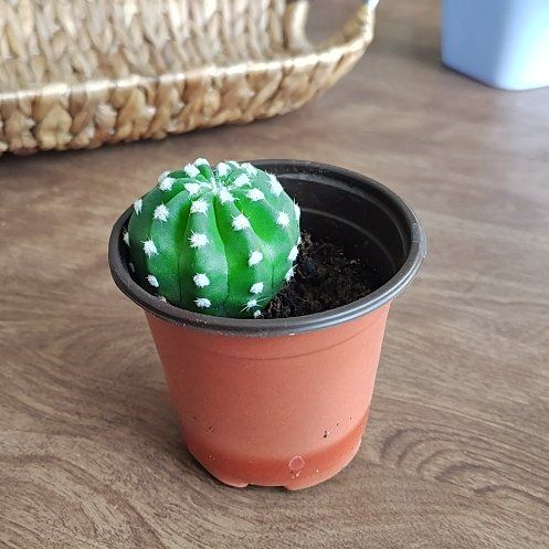 Photo of the plant species White Flowering Cactus by @RadKaroorose47 named Zion on Greg, the plant care app