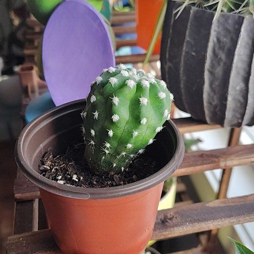 Photo of the plant species White Flowering Cactus by @RadKaroorose47 named ChloroPhil on Greg, the plant care app