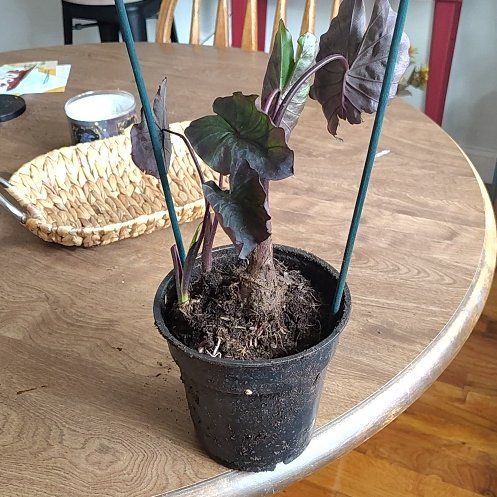 Photo of the plant species Pharaoh Mask by @RadKaroorose47 named Orwell on Greg, the plant care app