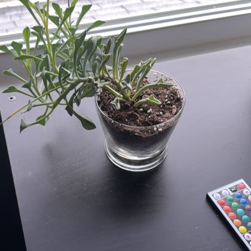 Photo of the plant species Spear Head Senecio by @HipBibi24 named Luna on Greg, the plant care app