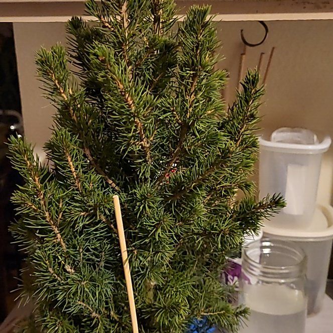 Photo of the plant species Dwarf Mountain Pine by @SilkySucc36 named Spike on Greg, the plant care app