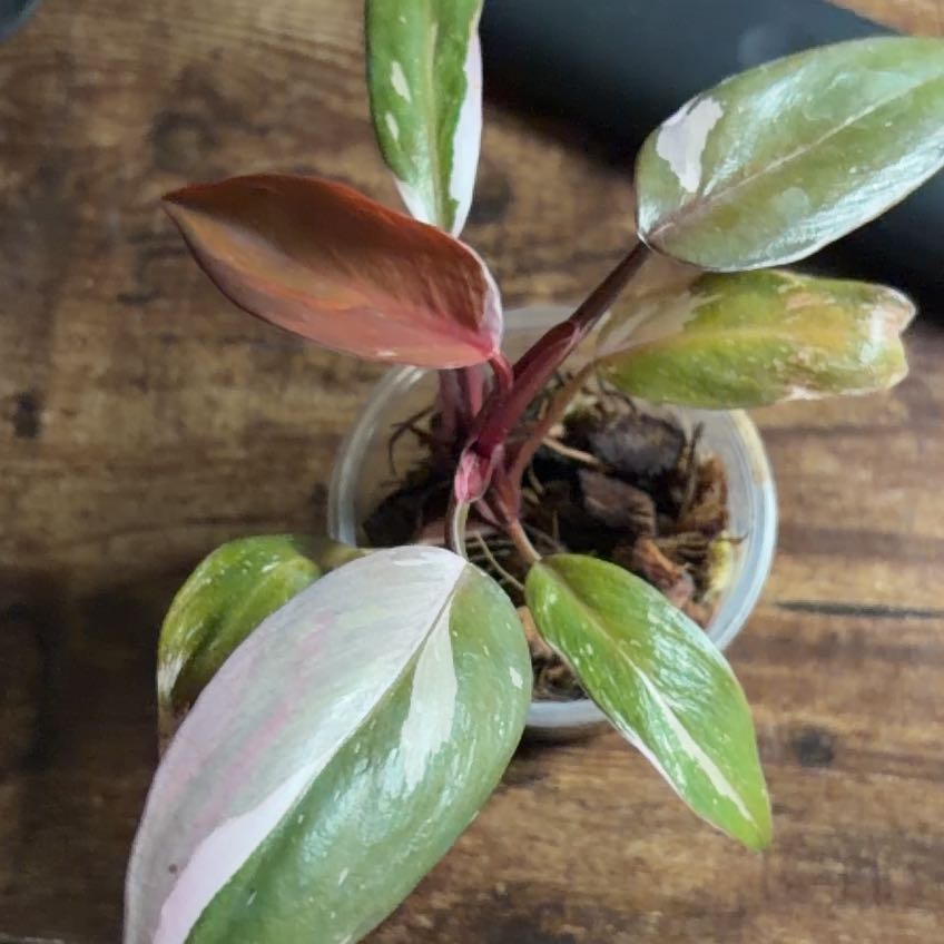 Photo of the plant species Philodendron 'Red Anderson' by @ZealRedbeech51 named Sonora on Greg, the plant care app