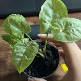 Photo of the plant species Syngonium 'Moonshine' by @ZealRedbeech51 named Naomi on Greg, the plant care app