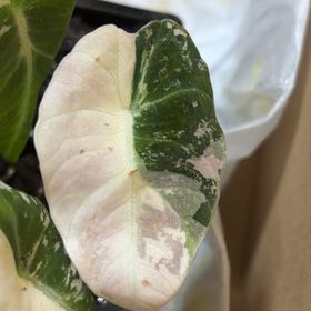 Photo of the plant species Alocasia Pink Black Velvet by @ZealRedbeech51 named James Dean on Greg, the plant care app